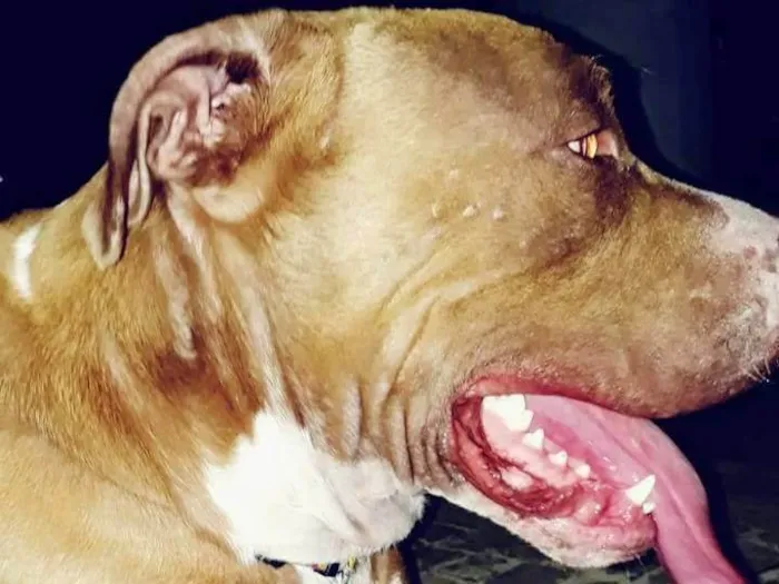 Cachorro ra a Pit-Bull idade 7 a 11 meses nome Trovão 