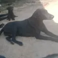 Neguinha