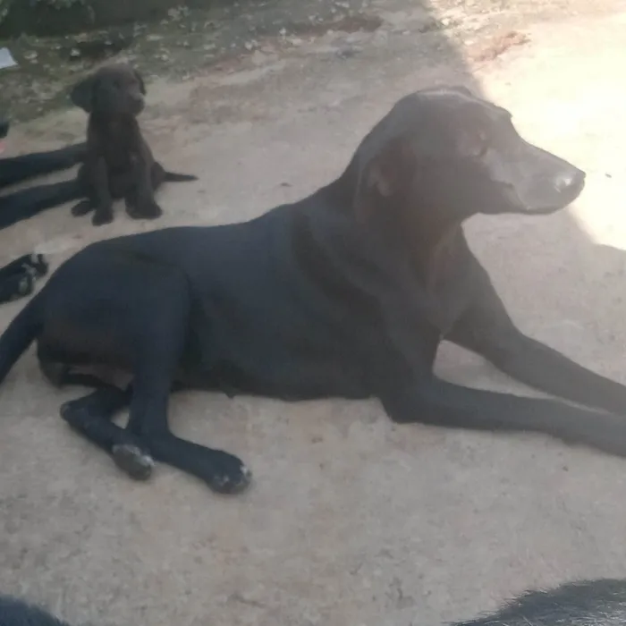 Cachorro raça Labrador com vira lata idade 1 ano nome Neguinha