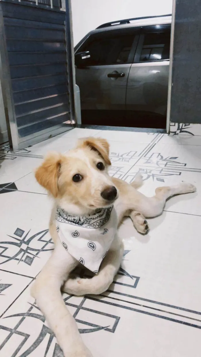 Cachorro ra a Border Collie idade 2 a 6 meses nome Lucky