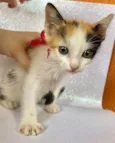Gatinhas tricolores