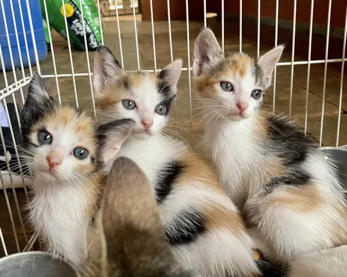 Gato ra a Srd  idade Abaixo de 2 meses nome Gatinhas tricolores 