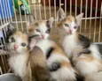 Gatinhas tricolores