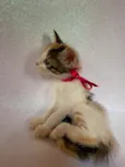 Gatinhas tricolores