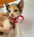 Gatinhas tricolores