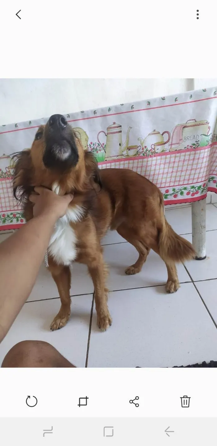 Cachorro ra a Misturado idade 1 ano nome Garoto