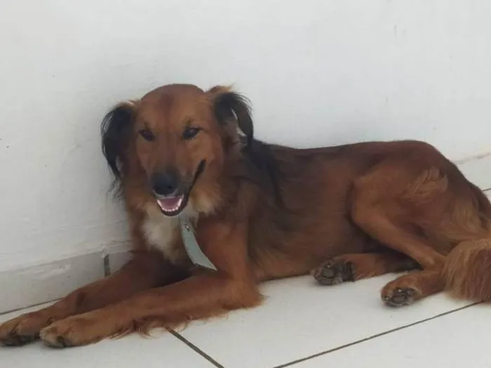 Cachorro ra a Misturado idade 1 ano nome Garoto