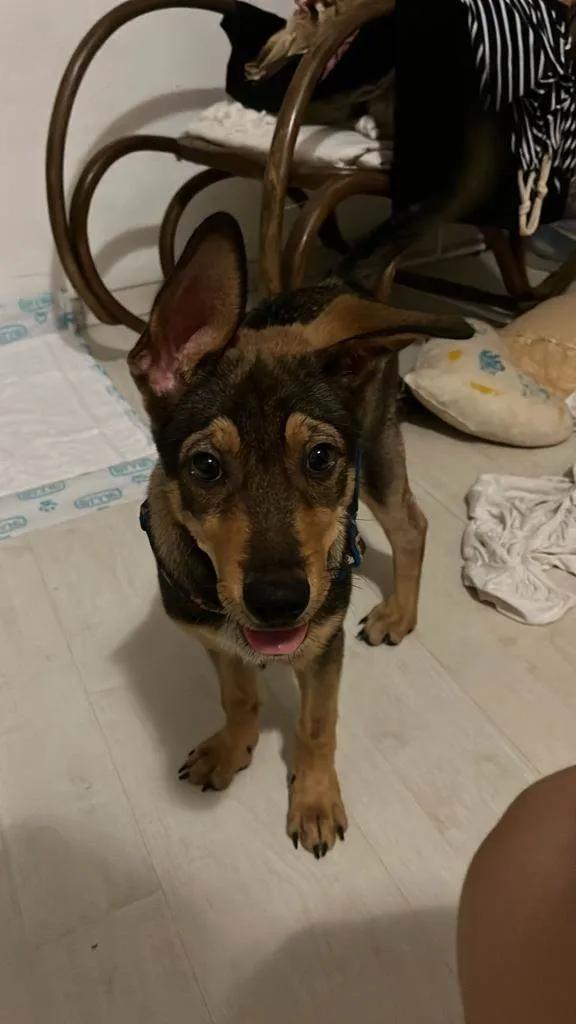 Cachorro ra a SRD-ViraLata idade 2 a 6 meses nome Pedrinho 