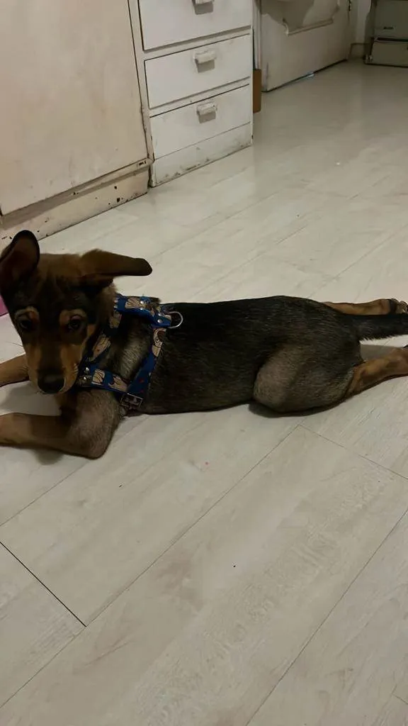 Cachorro ra a SRD-ViraLata idade 2 a 6 meses nome Pedrinho 