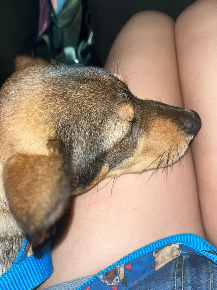 Cachorro ra a SRD-ViraLata idade 2 a 6 meses nome Pedrinho 