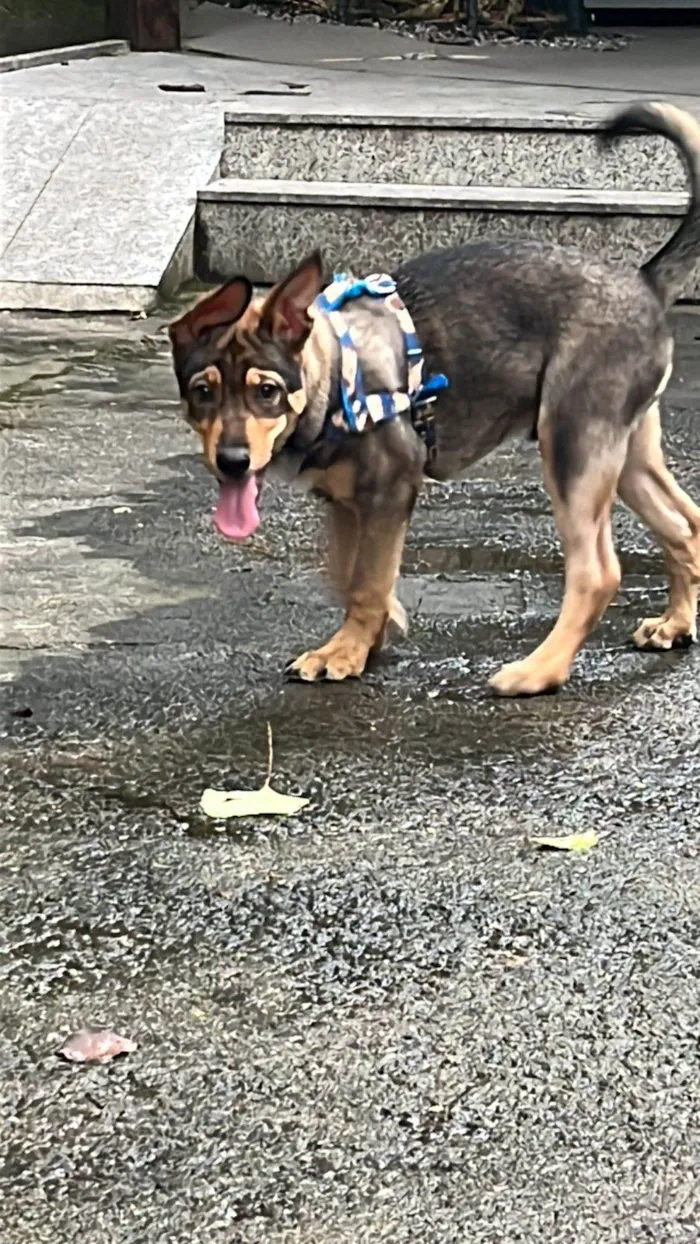 Cachorro ra a SRD-ViraLata idade 2 a 6 meses nome Pedrinho 
