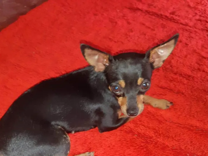 Cachorro ra a Pinscher idade 2 anos nome Mel