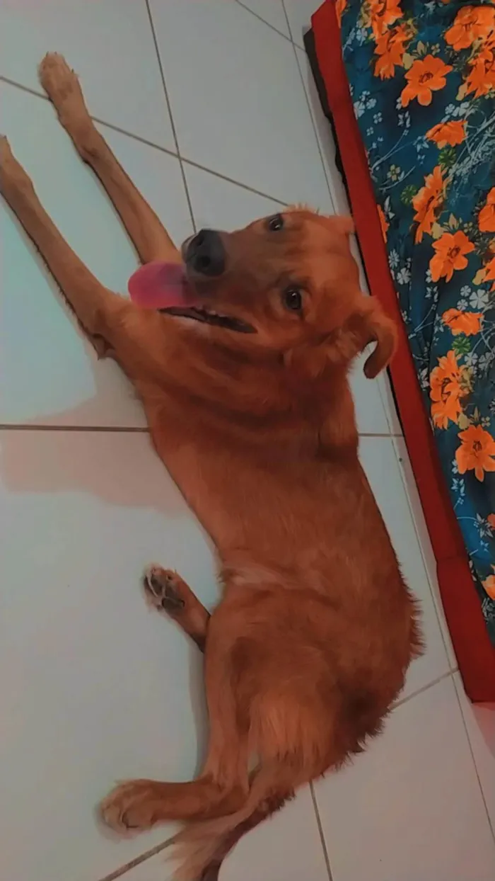 Cachorro ra a  idade 1 ano nome Bryan e Marie 