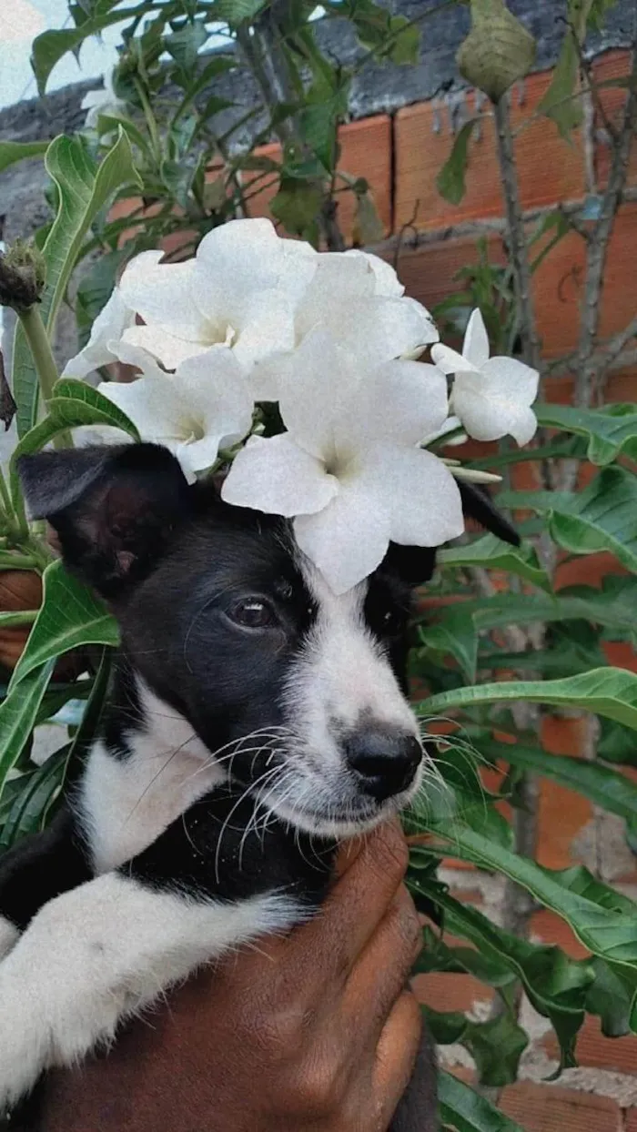 Cachorro ra a  idade 1 ano nome Bryan e Marie 