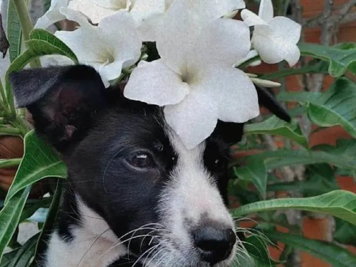 Cachorro ra a  idade 1 ano nome Bryan e Marie 