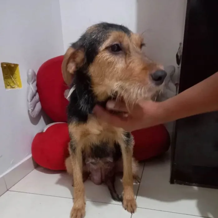 Cachorro raça SRD-ViraLata idade 3 anos nome Dara