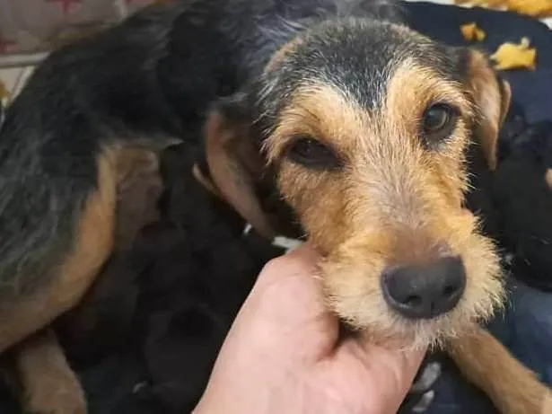 Cachorro raça SRD-ViraLata idade 3 anos nome Dara