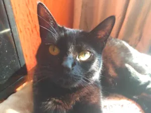 Gato raça SRD idade 2 a 6 meses nome BLACKBERRY