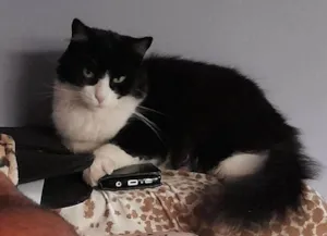 Gato raça Frajola idade 2 anos nome Migau