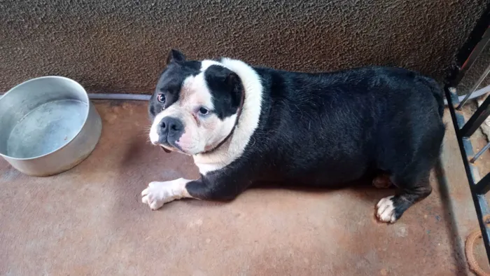 Cachorro raça American Bully  idade 4 anos nome Amora