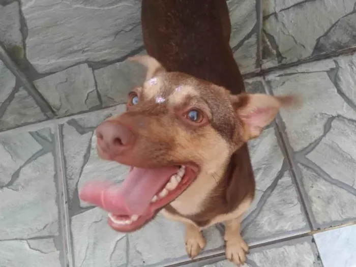 Cachorro raça SRD-ViraLata idade 7 a 11 meses nome Alcione