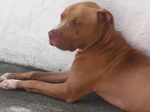 Cachorro raça Pit-Bull idade 7 a 11 meses nome Trovão 