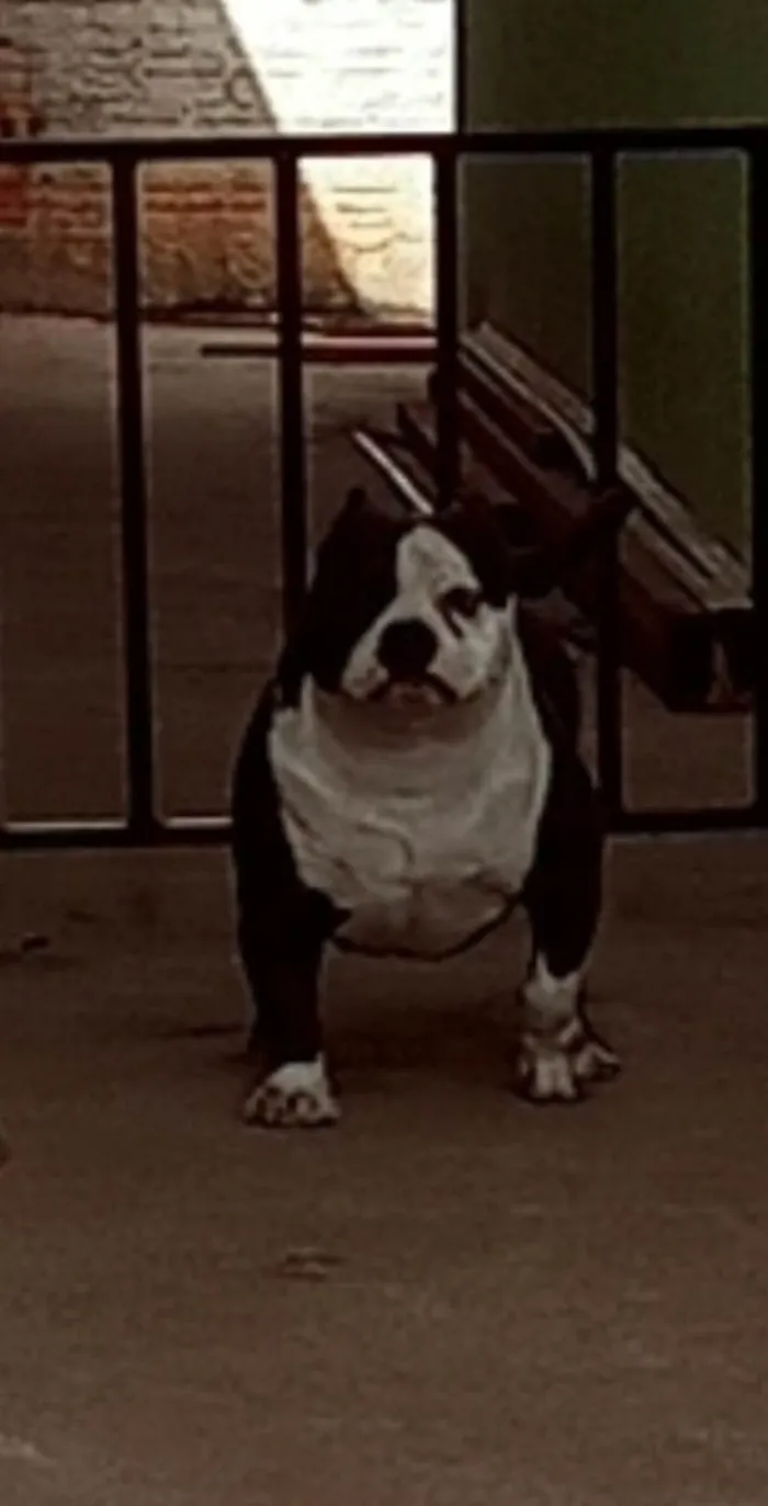 Cachorro raça American Bully  idade 4 anos nome Amora
