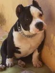 Amora