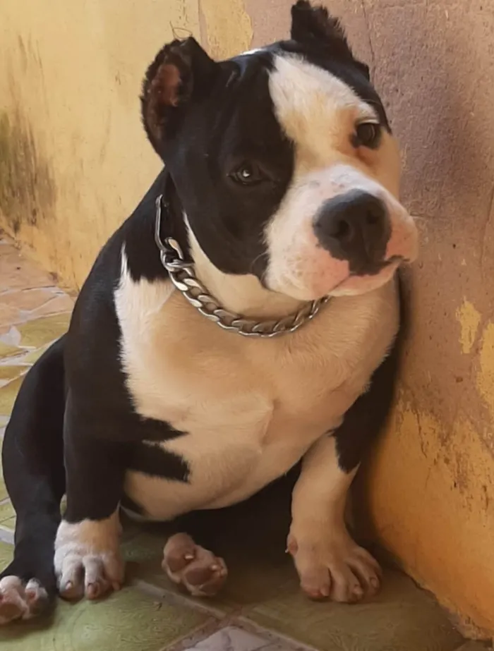 Cachorro raça American Bully  idade 4 anos nome Amora