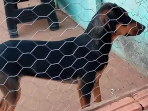 Cachorro raça Vira lata idade 2 anos nome Paçoca