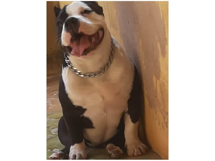 Cachorro raça American Bully  idade 4 anos nome Amora