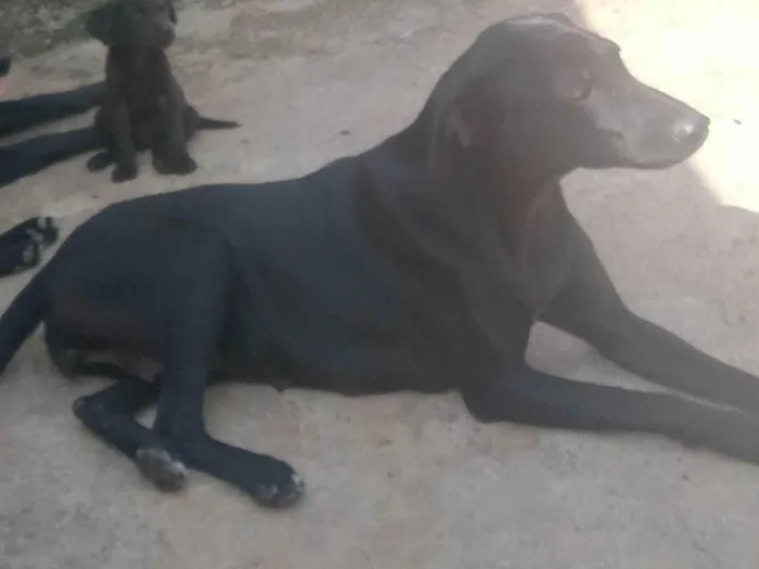 Cachorro ra a Labrador com vira lata idade 1 ano nome Neguinha