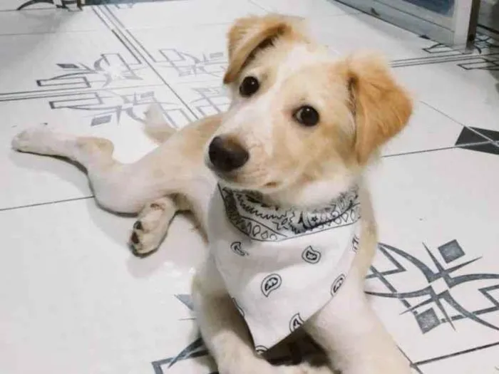Cachorro ra a Border Collie idade 2 a 6 meses nome Lucky