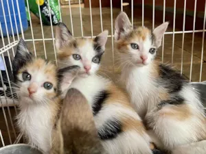Gato raça Srd  idade Abaixo de 2 meses nome Gatinhas tricolores 