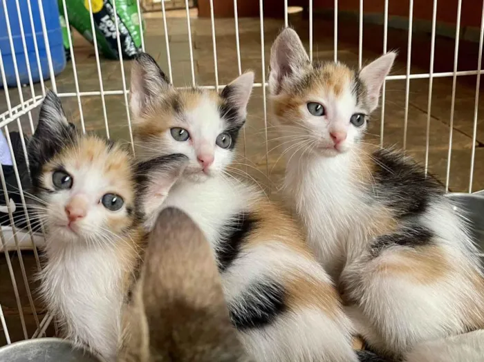 Gato ra a Srd  idade Abaixo de 2 meses nome Gatinhas tricolores 