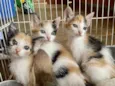 Gatinhas tricolores