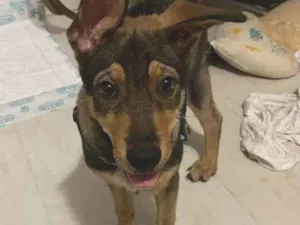 Cachorro raça SRD-ViraLata idade 2 a 6 meses nome Pedrinho 