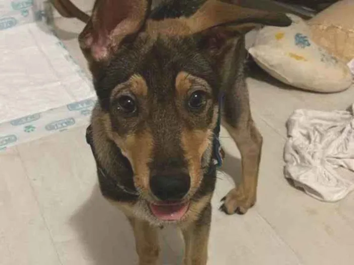 Cachorro ra a SRD-ViraLata idade 2 a 6 meses nome Pedrinho 