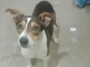 Cachorro raça SRD-ViraLata idade 2 anos nome Neném 