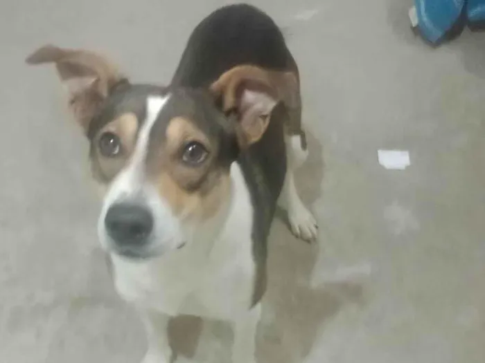 Cachorro ra a SRD-ViraLata idade 2 anos nome Neném 