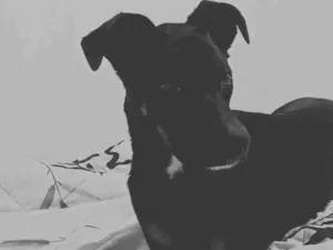 Cachorro raça SRD-ViraLata idade 1 ano nome Koda
