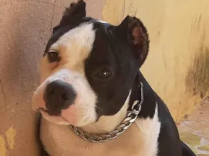 Cachorro raça American Bully  idade 4 anos nome Amora