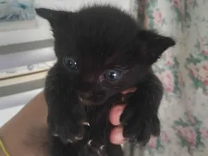 Gato raça SRD idade Abaixo de 2 meses nome Nala