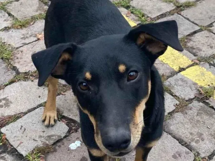 Cachorro ra a SRD-ViraLata idade 7 a 11 meses nome Cabeção