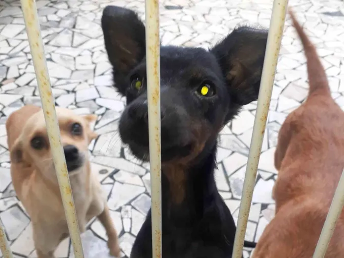 Cachorro ra a SRD-ViraLata idade 2 a 6 meses nome Sapeca