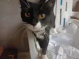 Lua 