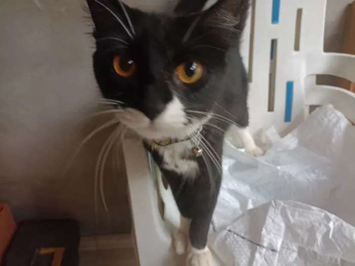 Gato raça SRD-ViraLata idade 1 ano nome Lua 