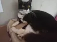 Lua 