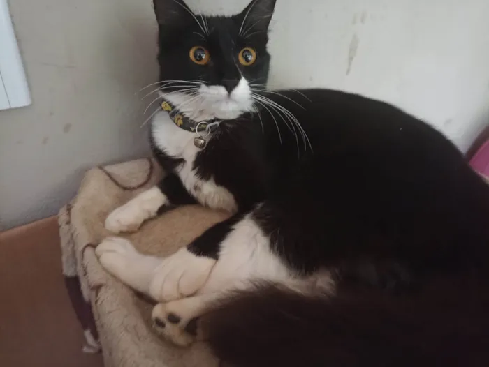 Gato raça SRD-ViraLata idade 1 ano nome Lua 