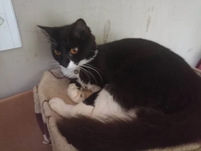Gato raça SRD-ViraLata idade 1 ano nome Lua 